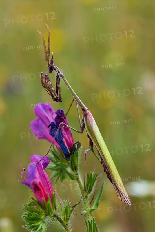Empusa pennata, crested mantis, extremadura, mantis, high size, portrait format, insects, Spain