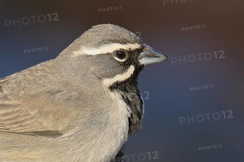 Black-throated Sparrow (Amphispiza bilineata), Arizona, USA