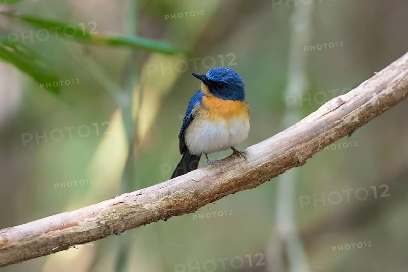 Tickell's Blue Flycatcher (Cyornis tickelliae) male perched on a branch, Cat Tien National Park, Vietnam