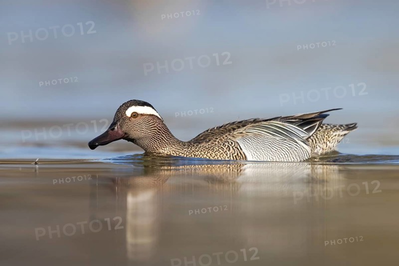 Garganey (Spatula querquedula) male, North Rhine-Westphalia, Germany
