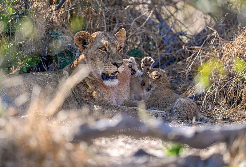 A lioness (Panthera leo) with two cubs near Atzaró Camp, Okavango Delta, North-West District, Botswana