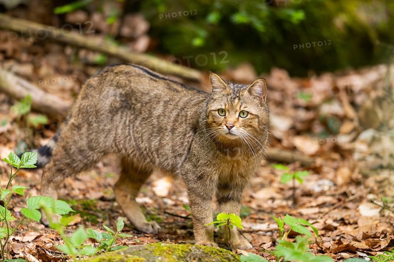 European wildcat (Felis silvestris silvestris) standing in a forest, Bavaria, Germany