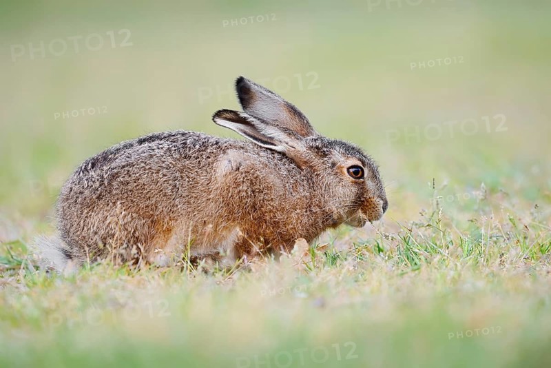 A brown hare (Lepus europaeus) is sitting in a meadow eating grass, North Rhine-Westphalia, Germany