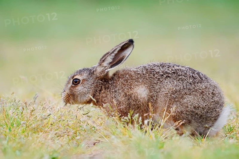 European hare (Lepus europaeus), young animal sitting in a meadow and eating grasses, North Rhine-Westphalia, Germany