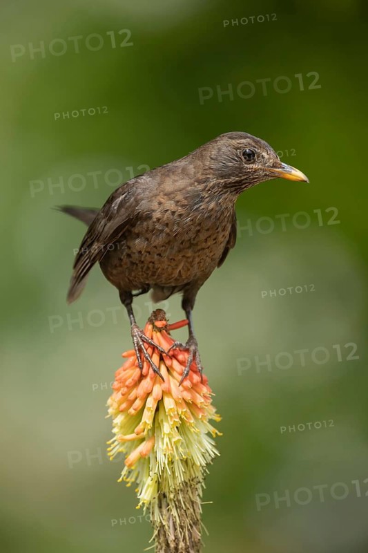 European blackbird (Turdus merula) adult female bird on a garden Red hot poker (Kniphofia spp.) flower in summer, Suffolk, England, United Kingdom