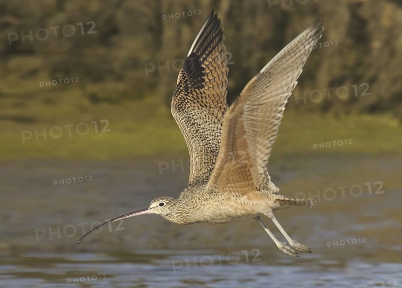 Long-billed Curlew (Numenius americanus), California, USA