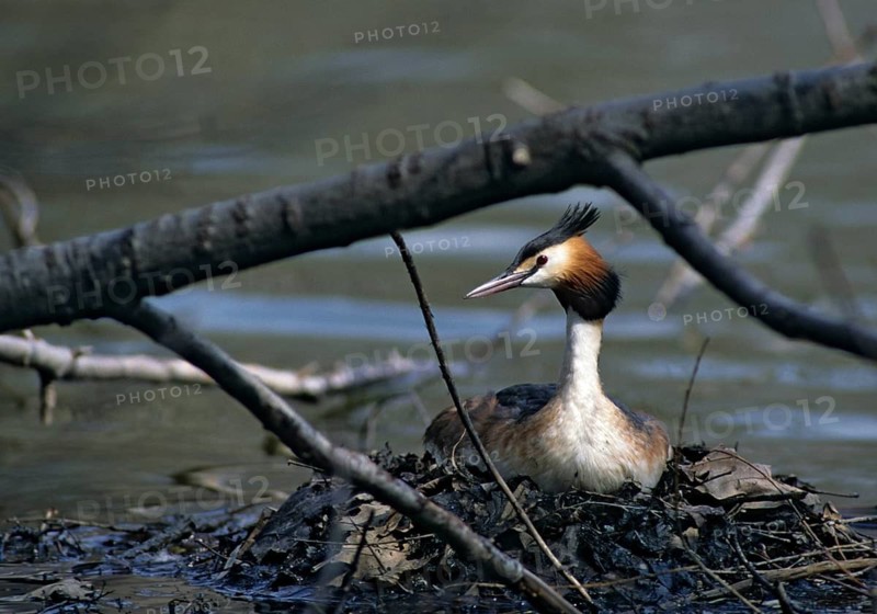 Great crested grebe, podiceps cristatus, adult, birds, adult, sexual mature, grebe, grebe, podicipedidae, diver, birds, waterbirds, waterbirds