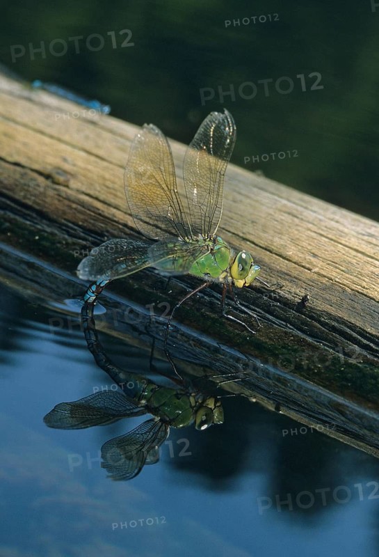 Anax Imperator, Blue Emperor, Emperor Dragonfly, Large Royal Libelle, Anisoptera, Damselflies, Dragonflies, Egg Deposition, Egg Deposition, Female, High Size, Portrait Format, Insects, Leo, Dragonflies, Mirror, Odonata, Mirror Image, Female