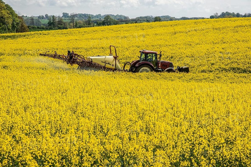 Rapeseed field in full bloom, farmer sprays the field with a tractor and trailer sprayer, plant protection products are sprayed against pests during rape bloom n Ystad municipality, Skåne county, Sweden, Scandinavia