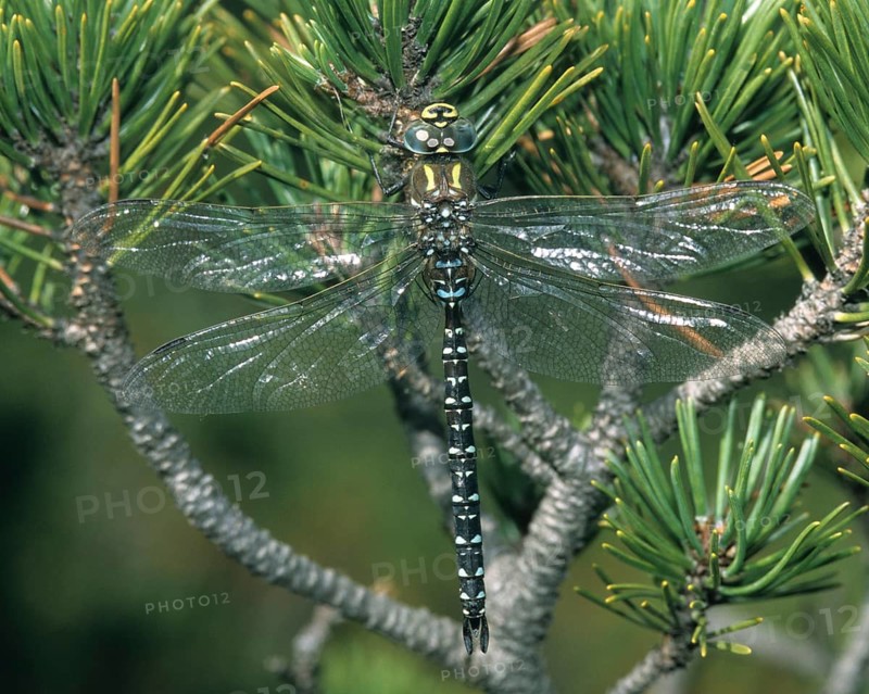 Aeshna subarctica Elisabethae, high moor mosaic maiden, subarctic darner, anisoptera, damselflies, dragonflies, insects, leo, dragonflies, male, odonata