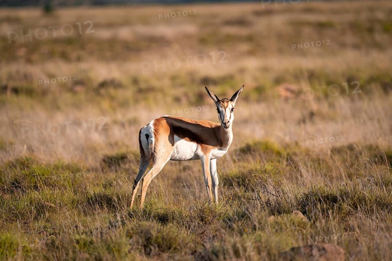 Springbok (Antidorcas marsupialis) in a flower meadow, Mountain Zebra National Park, South Africa