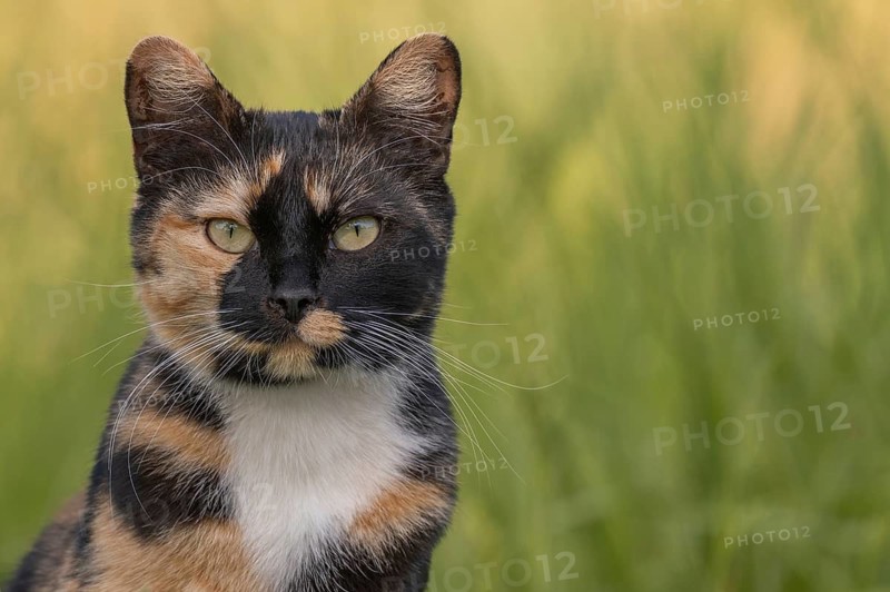 A cat wearing a spotted coat observes its surroundings in front of a field full of green grass. The daylight illuminates his face