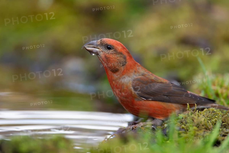 Common crossbill (Loxia curvirostra) adult male bird drinking water at a woodland pool, England, United Kingdom