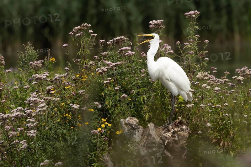 Great white egret (Ardea alba) adult bird on a tree stump surrounded by summer flowers, Suffolk, England, United Kingdom