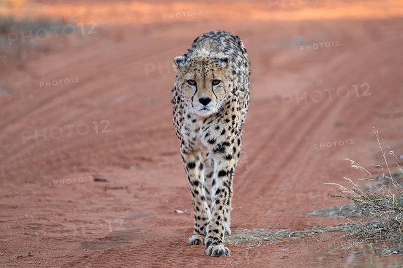 A cheetah (Acinonyx jubatus) walks along a dirt track, Namibia