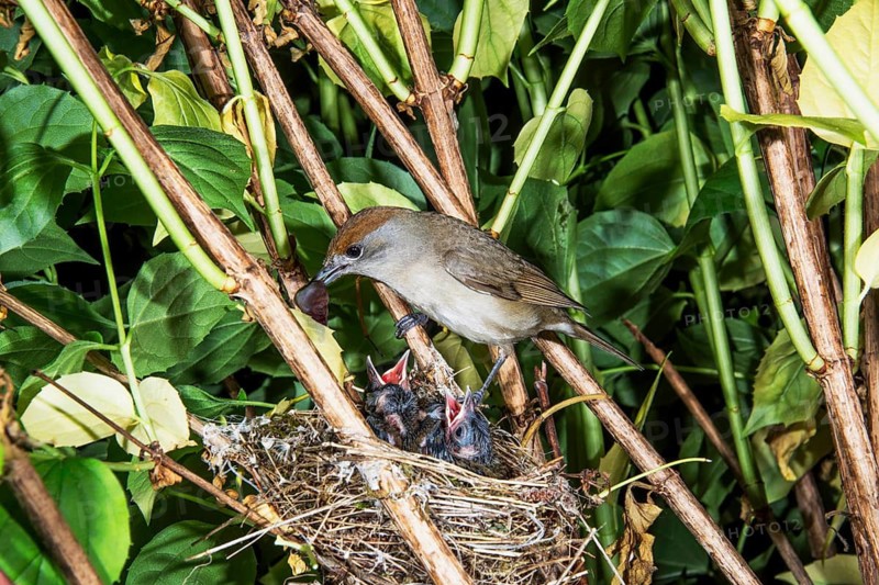 A female blackcap feeds her hungry chicks in a nest between green leaves, Baden-Württemberg, Germany