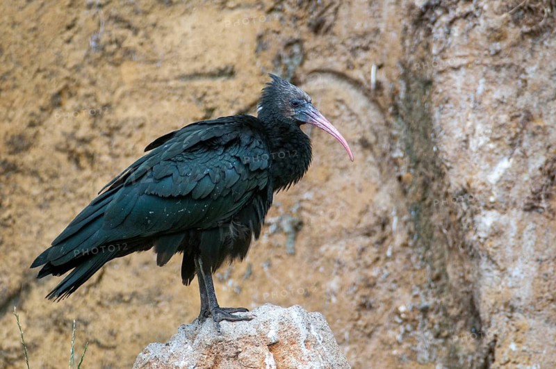 Geronticus eremita, wild rapp, birds, ciconiiformes, walking birds, stork birds, birds