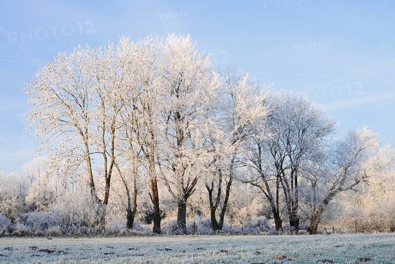 Deciduous trees with hoarfrost in winter, North Rhine-Westphalia, Germany