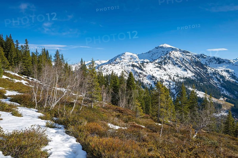 Spring-like mountain landscape with birches and spruces, behind Gilfert, Naunz, Pillberg, Tyrol, Austria