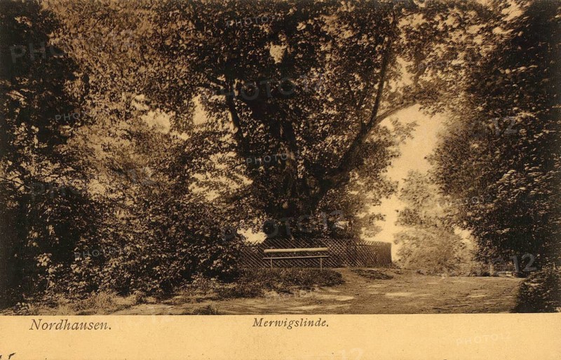 The historic Merwigslinde tree in Nordhausen, a natural monument reminiscent of a Thuringian tribal prince, the original tree was over 700 years old and had to be cut down in 1972 after storm damage, Thuringia, Germany, authentic reproduction of an old picture postcard, around 1910, historical, exact date unknown