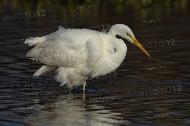 Great white egret (Ardea alba) adult bird standing in shallow water of a lake, England, United Kingdom