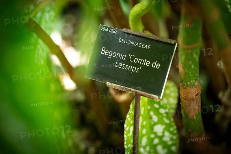Sign for the ‘Comte de Lesseps' begonia (Begoniaceae) in the Tropical Corridor, a hot and humid greenhouse that simulates a tropical habitat, at Chelsea Physic Garden, a historic botanical garden and the oldest botanical garden in London, founded in 1673 by the Worshipful Society of Apothecaries, Chelsea, England, United Kingdom