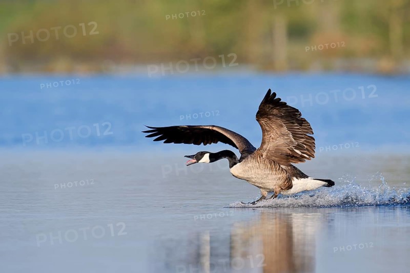 Canada goose (Branta canadensis) landing in the water, North Rhine-Westphalia, Germany