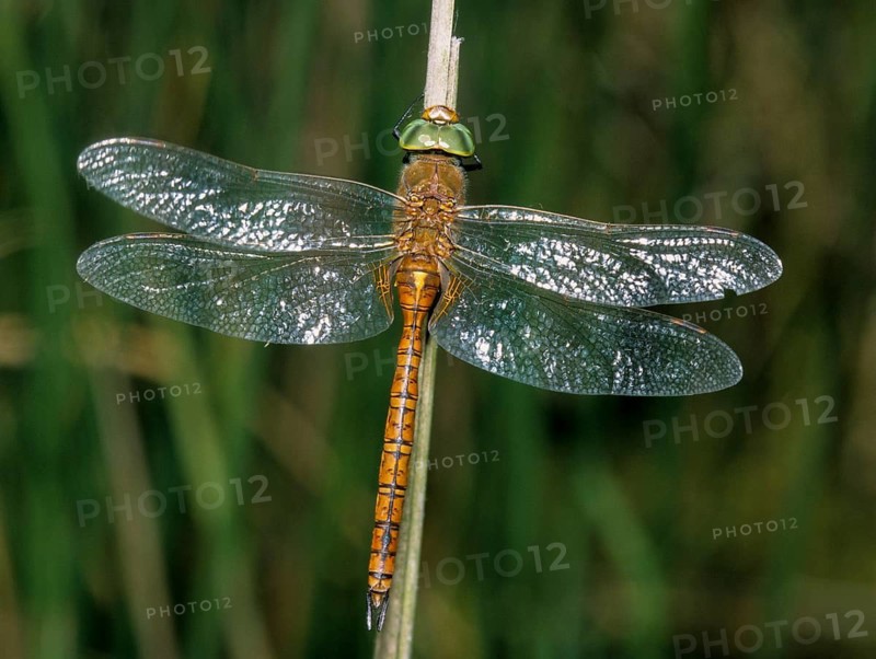 Anaciaeschna isosceles, wedge spot mosaic maid, wedge spot dragonfly, Norfolk Hawker, anisoptera, damselflies, dragonflies, insects, leo, dragonflies, male, odonata