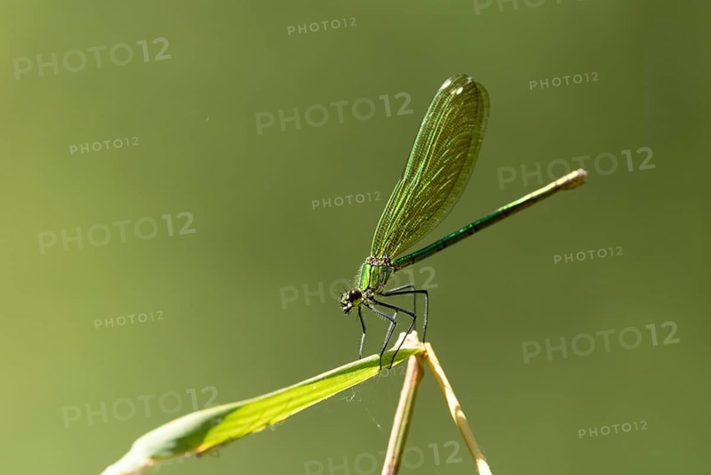 A dragonfly with green wings perched on a plant stem, bathed in soft light, Banded demoiselle (Calopteryx splendens), female, nature reserve, Speyer, Germany, Europe, Baden-Württemberg