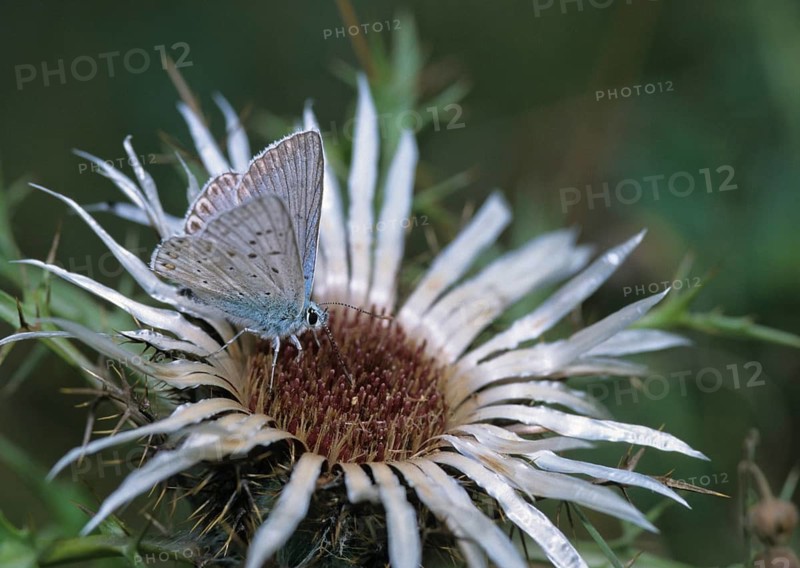 Lysandra coridon, polyommatus coridon, silverblue, silvergreen blue, butterfly, chalkhill blue, insects, male, butterfly, silver thistle, butterflies, butterflies