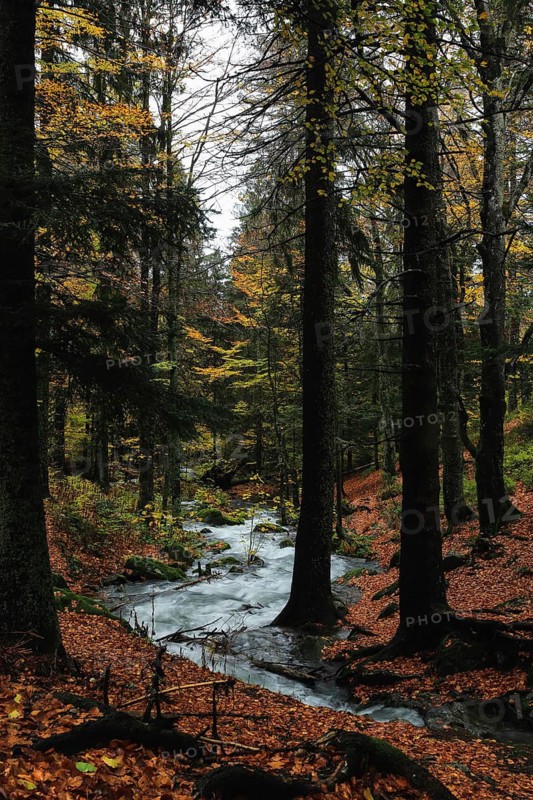 An autumnal forest with a picturesque stream, surrounded by tall trees and colourful foliage, creating a peaceful and mystical atmosphere, a small stream in an autumnal beech forest (Fagus sylvatica) on the Kandel, Black Forest, Freiburg, Baden-Württemberg, Germany
