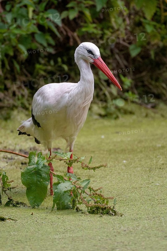 Ciconia ciconia, white stork, birds, ciconiiforms, high size, portrait format, walking birds, stork, stork, stork, storks, birds