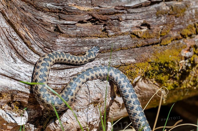 A common European adder (Vipera berus) creeps across a root stock on a sunny day. Bavaria, Germany