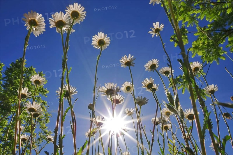 Daisies (Leucanthemum) photographed from a low angle against the bright blue summer sky, Bavaria, Germany