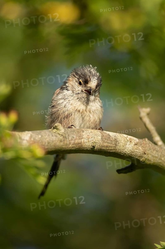 Long tailed tit (Aegithalos caudatus) adult bird on a tree branch, England, United Kingdom