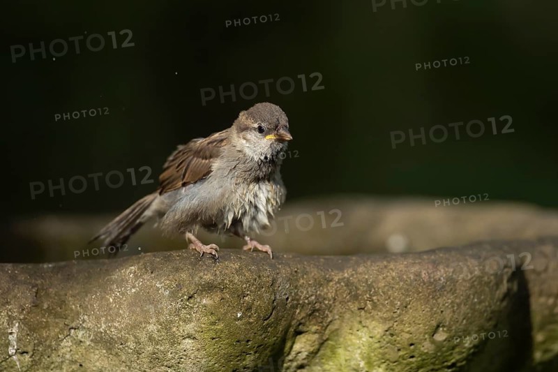 House sparrow (Passer domesticus) adult female bird on a garden bird bath in summer, England, United Kingdom