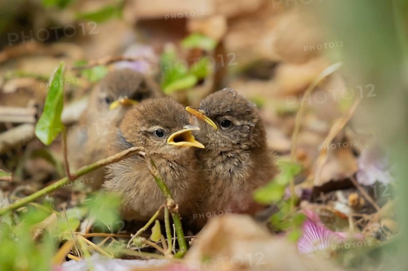 Eurasian wren (Troglodytes troglodytes) three juvenile baby birds in a garden, England, United Kingdom
