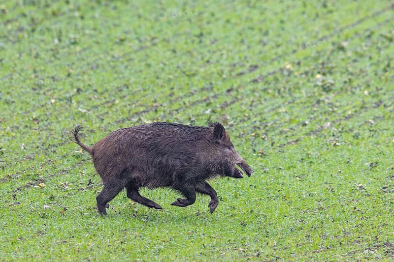 Wild boar (Sus scrofa) running over farmland, field during the hunting season in autumn, fall