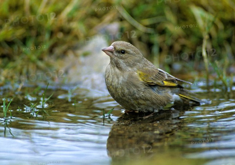 Carduelis chloris, chloris chloris, greenfinch, greenfinch, greenfinch, birds, female, passeri, songbirds, birds, female