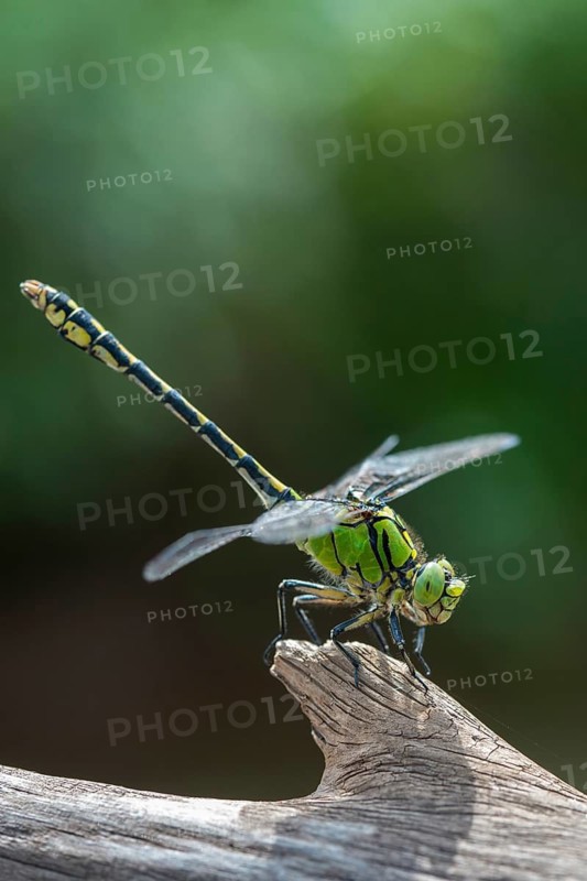 Green culbtail, green snaketail, green wedge, ophiogomphus cecilia, anisoptera, damselflies, dragonflies, high size, portrait format, insects, dragonflies, odonata