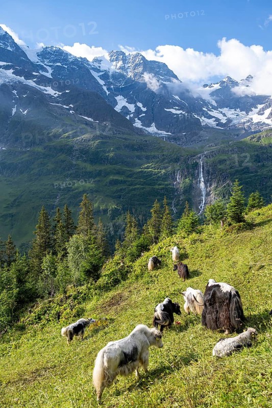 Small flock of yaks on a mountain meadow, Schmadribachfall waterfall and Breithorn mountain peak, Bernese Alps, Bernese Oberland, Switzerland