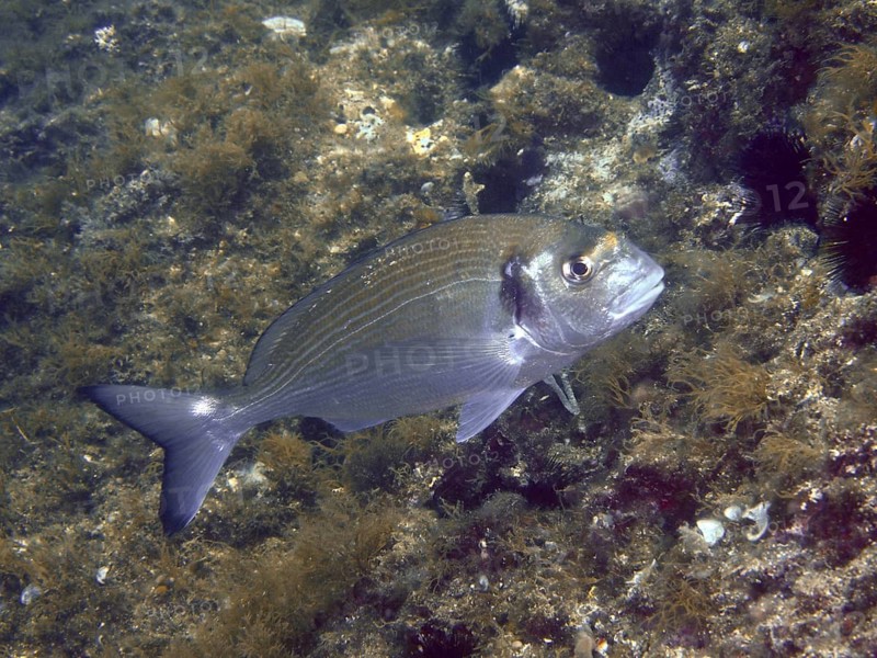 A single fish, a gilthead seabream (Sparus aurata), swims over a rocky seabed at the Cap de Creus Marine Protected Area dive site, Rosas, Costa Brava, Spain, Mediterranean Sea