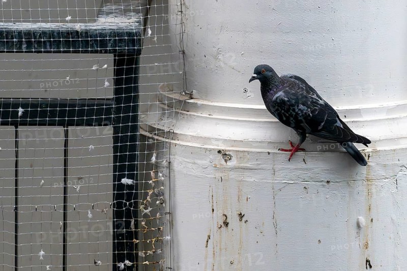 City pigeon sitting next to safety net, Pattaya, Thailand