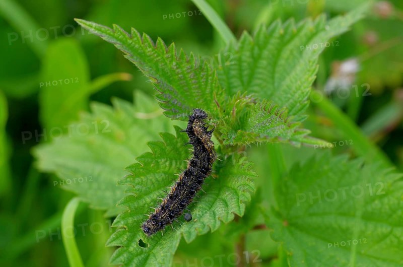 Small tortoiseshell (Aglais urticae), caterpillar, Annual nettle is the food plant of the dark larva