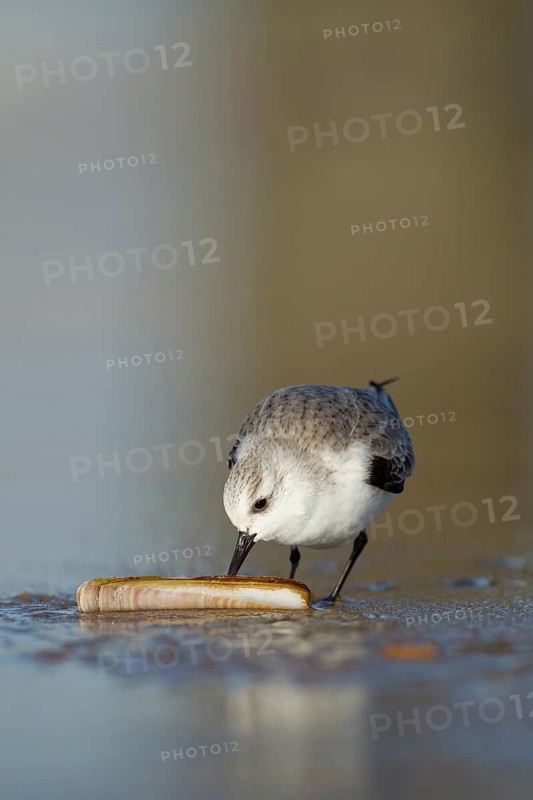 Sanderling (Calidris alba) adult wading bird in winter plumage feeding on a razorshell on a beach, Norfolk, England, United Kingdom