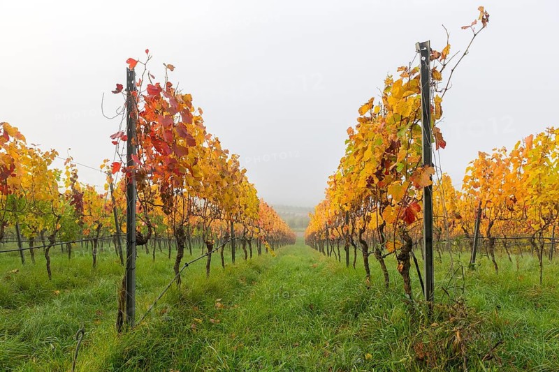 Colourful vine leaves in mystical fog, symmetrically planted rows, basket in the Rems Valley, Baden-Württemberg, Germany