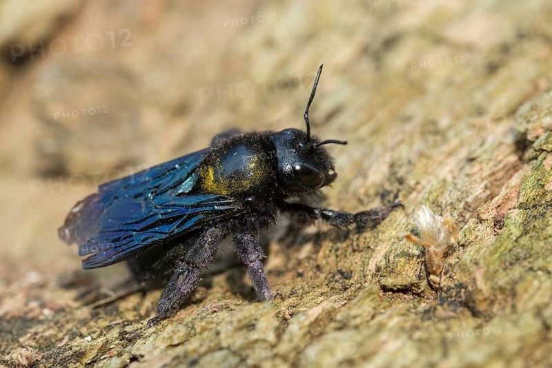 Apidae, bees, blue wood bee, large wood bee, hymenoptera, violet-winged wood bee, xylocopa violacea, insects, insects, violet carpenter bee