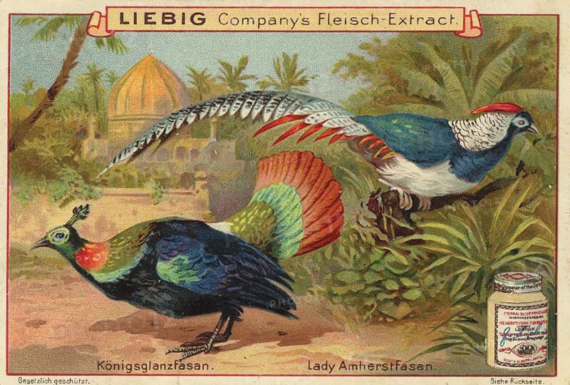 Picture series pheasant birds, royal pheasant and a lady Amherst pheasant, picture of love, digitally restored reproduction of a collector's painting from around 1900, exact date unknown