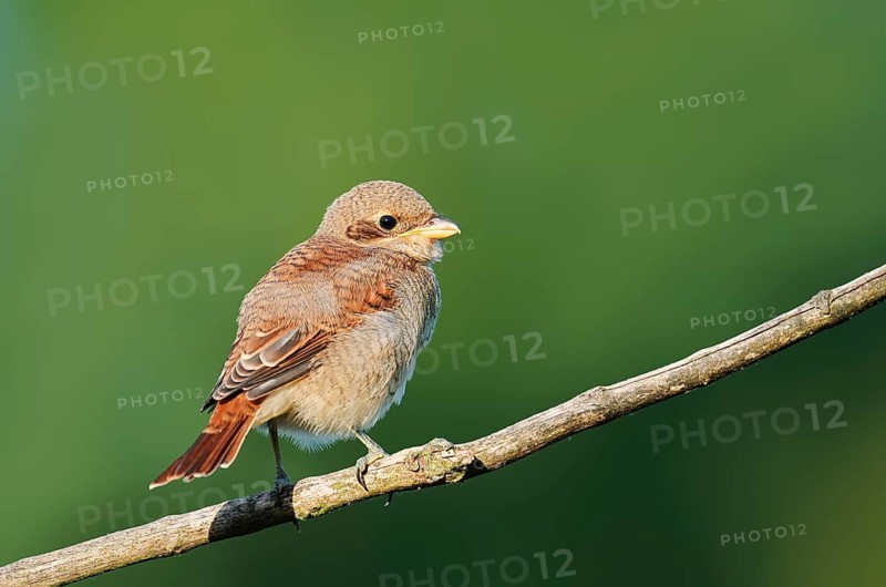 Red-backed Shrike (Lanius collurio), a young bird perched on a twig, North Rhine-Westphalia, Germany