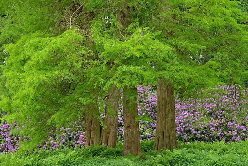 Landscape garden with old rhododendrons in bloom, Lütetsburg Palace Park, East Frisia, Lower Saxony, Germany
